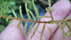 Attēlu rezultāti vaicājumam “Rhytidiadelphus subpinnatus”