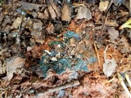 Attēlu rezultāti vaicājumam “Byssocorticium atrovirens”