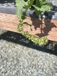 Attēlu rezultāti vaicājumam “Chenopodium acerifolium”