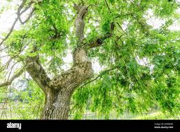 Attēlu rezultāti vaicājumam “Fraxinus excelsior Pendula”
