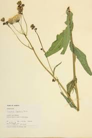 Attēlu rezultāti vaicājumam “Sonchus arvensis subsp. uliginosus flower”