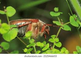 Attēlu rezultāti vaicājumam “Melolontha hippocastani”