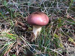 Attēlu rezultāti vaicājumam “Gomphidius glutinosus”