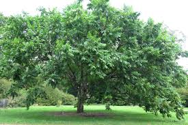 Attēlu rezultāti vaicājumam “Juglans mandshurica leaf”