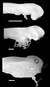 Image result for Leucoraja ocellata