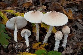 Attēlu rezultāti vaicājumam “Lepiota clypeolaria”