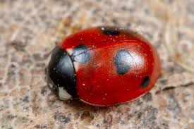 Attēlu rezultāti vaicājumam “Coccinella quinquepunctata”