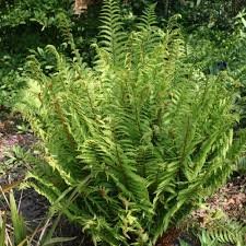 Attēlu rezultāti vaicājumam “Dryopteris filix-mas”