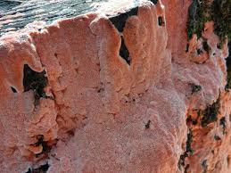 Attēlu rezultāti vaicājumam “Rhodonia placenta”