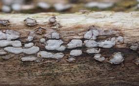 Attēlu rezultāti vaicājumam “Propolis farinosa”