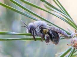 Attēlu rezultāti vaicājumam “Andrena vaga”