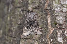 Attēlu rezultāti vaicājumam “Brachionycha nubeculosa”