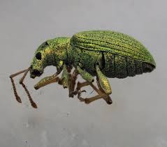 Attēlu rezultāti vaicājumam “Phyllobius”