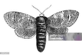 Attēlu rezultāti vaicājumam “Cossus cossus imago”