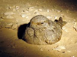 Image result for Caprimulgus aegyptius