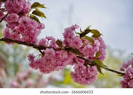 Attēlu rezultāti vaicājumam “Prunus (sakura)”