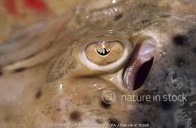 Image result for Raja montagui