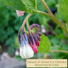 Attēlu rezultāti vaicājumam “Stachys officinalis bud”