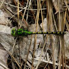 Attēlu rezultāti vaicājumam “Ophiogomphus cecilia”