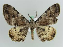 Attēlu rezultāti vaicājumam “Arichanna melanaria”