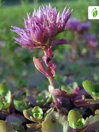 Attēlu rezultāti vaicājumam “Phedimus spurius flower”
