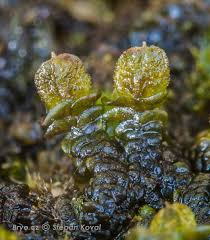 Attēlu rezultāti vaicājumam “Frullania dilatata”