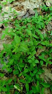 Attēlu rezultāti vaicājumam “Moehringia lateriflora leaf”