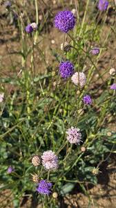 Attēlu rezultāti vaicājumam “Succisa pratensis flower”