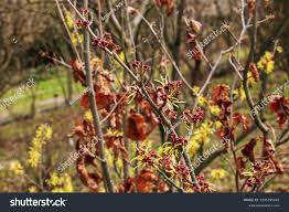 Attēlu rezultāti vaicājumam “Hamamelis virginiana bud”