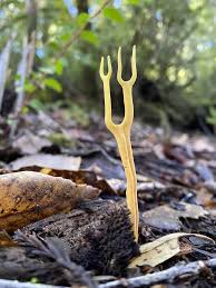 Attēlu rezultāti vaicājumam “Ramariopsis crocea”