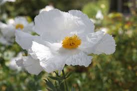 Image result for Romneya coulteri