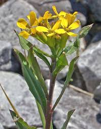 Attēlu rezultāti vaicājumam “Erysimum cheiranthoides flower”