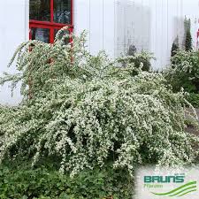 Attēlu rezultāti vaicājumam “Cotoneaster multiflorus”