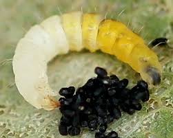 Attēlu rezultāti vaicājumam “Phyllonorycter apparella”