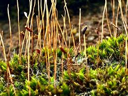 Attēlu rezultāti vaicājumam “Thuidium delicatulum”