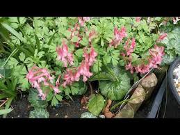 Attēlu rezultāti vaicājumam “Corydalis solida flower”