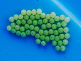 Attēlu rezultāti vaicājumam “Mamestra brassicae pupa”