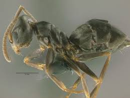 Attēlu rezultāti vaicājumam “Dianema nivale sessile”