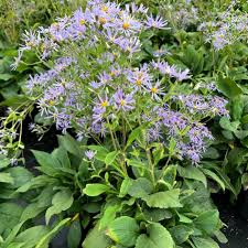 Image result for Aster