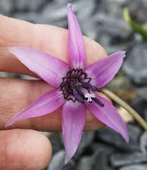 Attēlu rezultāti vaicājumam “Erythronium sibiricum flower”