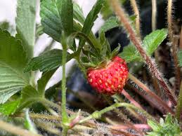 Image result for Fragaria vesca