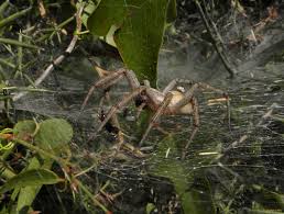 Attēlu rezultāti vaicājumam “Agelenidae”