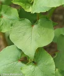 Attēlu rezultāti vaicājumam “Fagopyrum esculentum leaf”