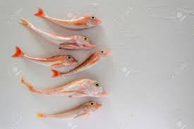 Image result for Chelidonichthys cuculus