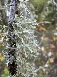 Attēlu rezultāti vaicājumam “Ramalina pollinaria”