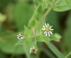 Attēlu rezultāti vaicājumam “Myosoton aquaticum flower”