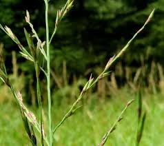 Attēlu rezultāti vaicājumam “Glyceria maxima”