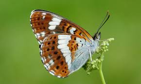 Attēlu rezultāti vaicājumam “Limenitis camilla”