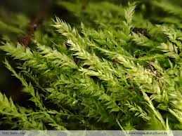 Attēlu rezultāti vaicājumam “Plagiothecium succulentum”