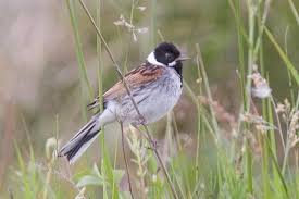Attēlu rezultāti vaicājumam “Emberiza schoeniclus male”